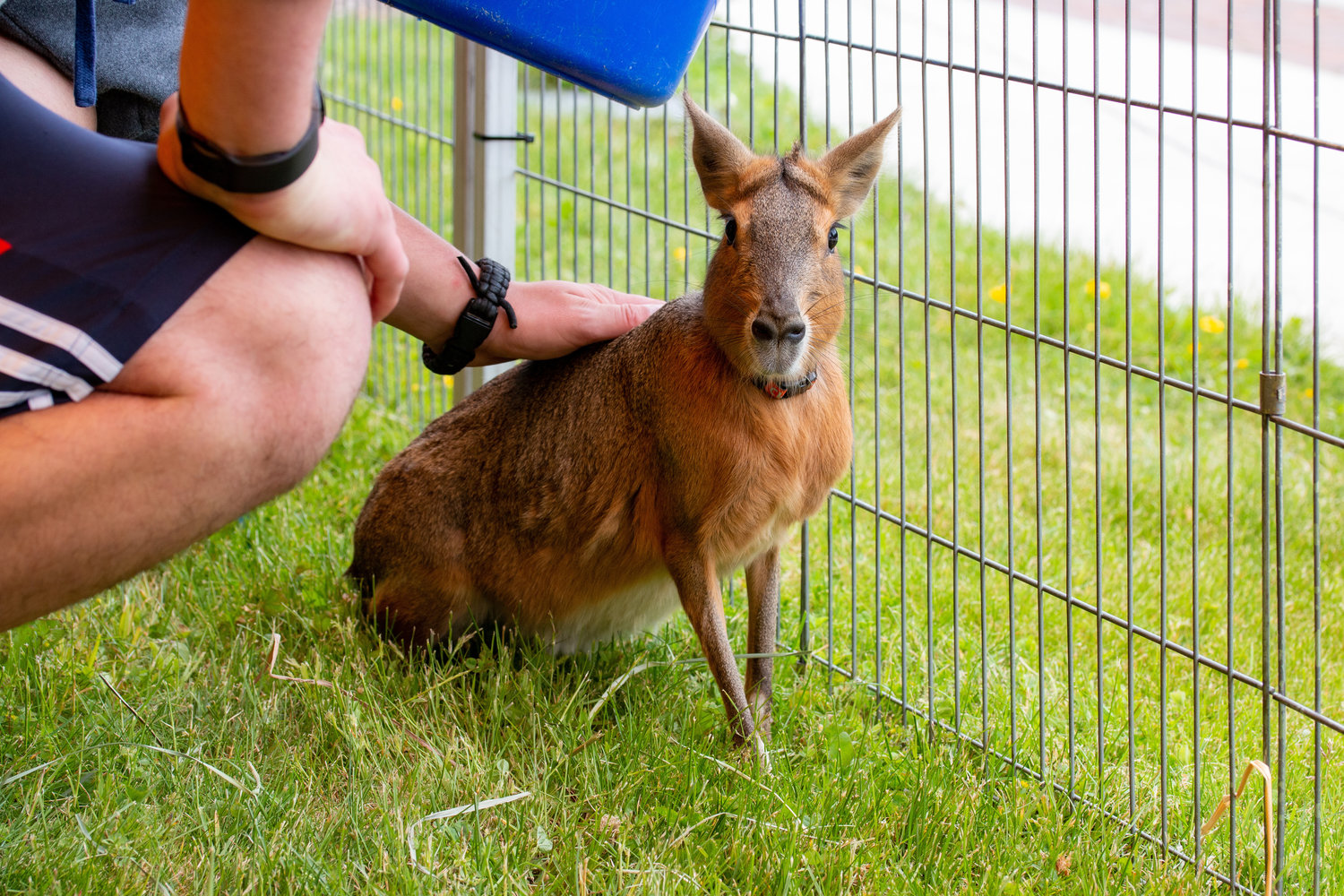 This patagonian mara, named Clementine, was at the petting zoo at the Centralia College SpringFest Tuesday afternoon.